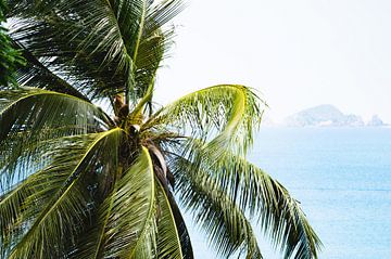 Palm tree on Perhentian Kecil | Travel Photography Malaysia by Travelaar