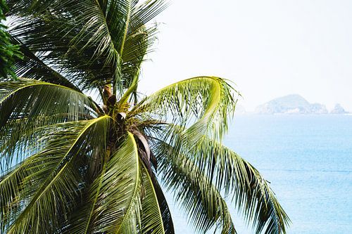 Palmier sur Perhentian Kecil | Photographie de voyage en Malaisie