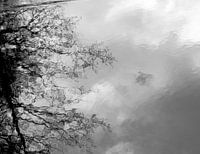 Der Baum, der träumt