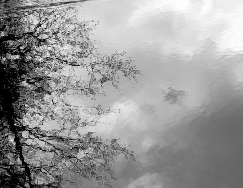 The tree that dreams by Nicole Schmidt