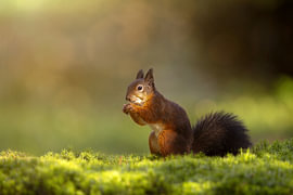 Eichhörnchen im Sonnenlicht