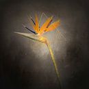 Prachtige bloem - De Strelitzie | Vintage stijl goud van Melanie Viola thumbnail