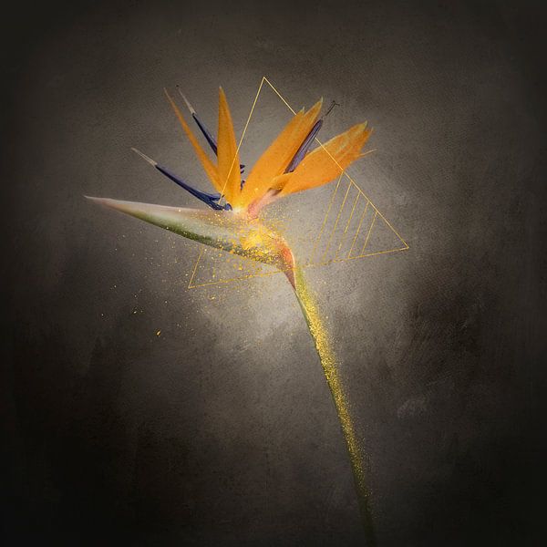 Prachtige bloem - De Strelitzie | Vintage stijl goud van Melanie Viola