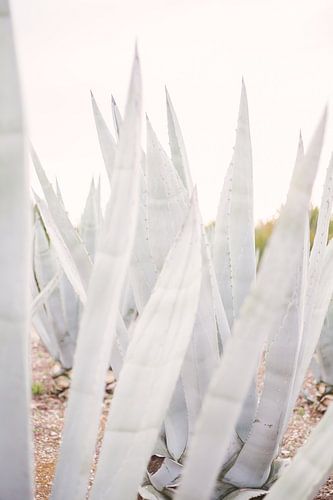 Agave Plants
