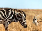 Zebra and Antilope grazing together by Rob Smit thumbnail