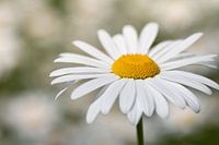 Wit madeliefje met geel stuifmeel