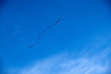 blue skys are for free van Nienke Stegeman