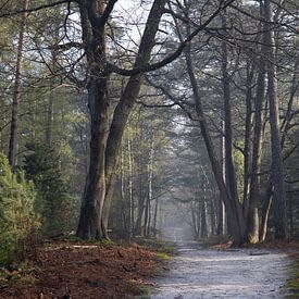 Sentier forestier dans le Zwolse Bos sur Jan-Willem van Rijn