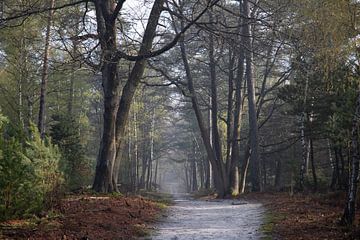 Bospad in het Zwolse Bos van Jan-Willem van Rijn