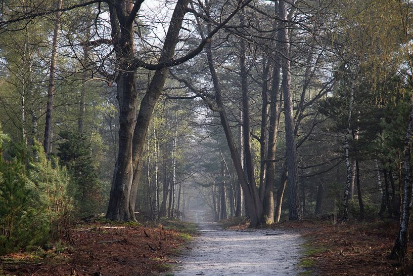 Waldweg im Zwolse Bos von Jan-Willem van Rijn