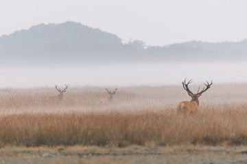 The young red deer watch to see who is in charge here.