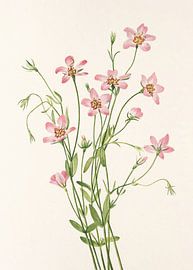 Saltmarsh Rose Gentian From North American Wildflowers (1925) By Mary Vaux Walcott. sur Pictufy