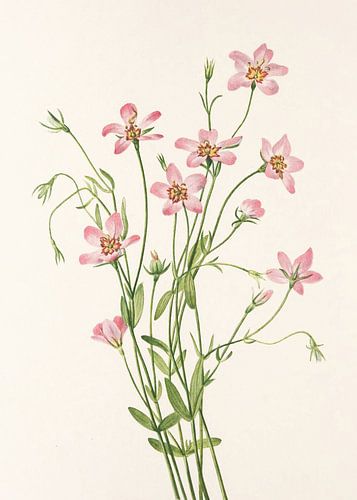 Saltmarsh Rose Gentian From North American Wildflowers (1925) By Mary Vaux Walcott.