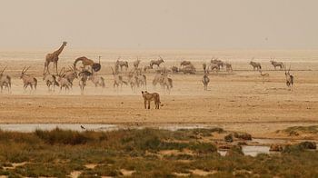 Wildlife at the waterhole