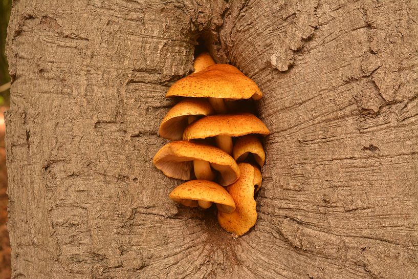 Champignons dans l'arbre par Klaas Dozeman