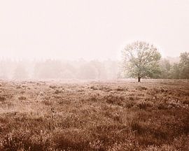 Heather am Morgen von guido ijzerman