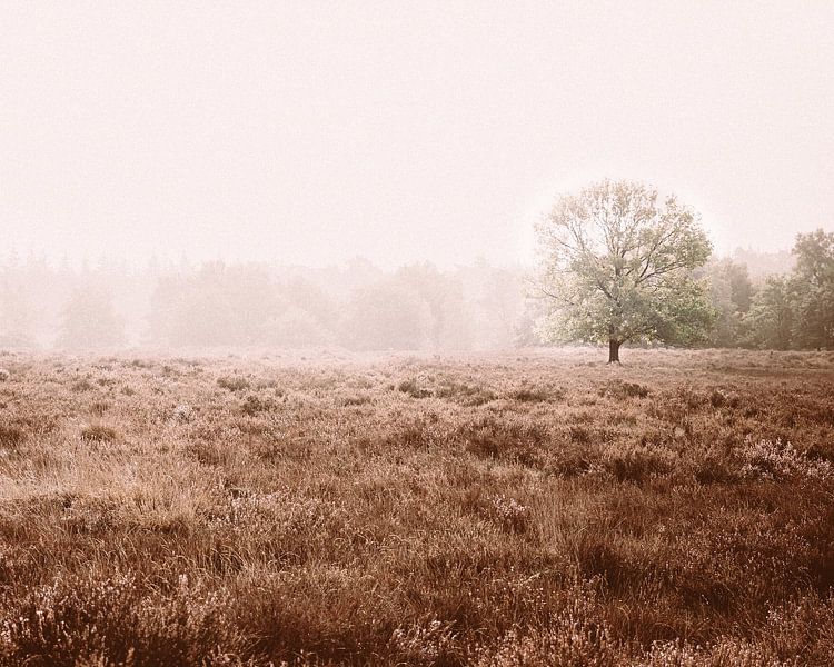 Heather in the morning by guido ijzerman