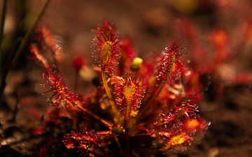 Sundew