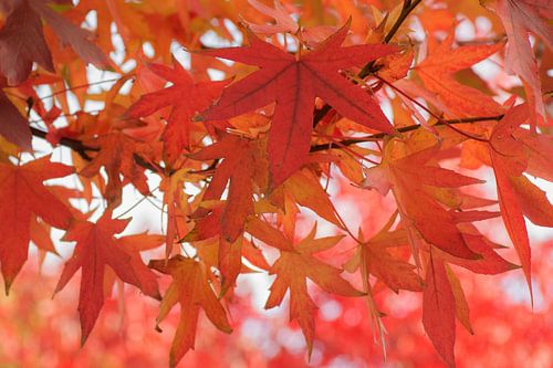 Het rood van de herfst (doorkijkje door rode esdoornbladeren)