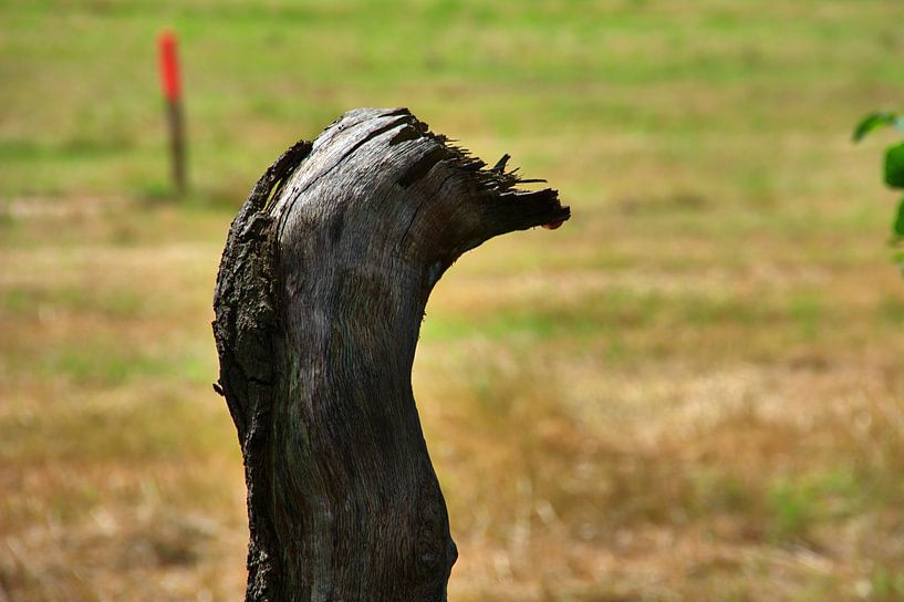 Vogelkop van Edgar Schermaul