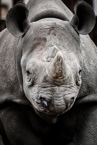 Gros plan sur un rhinocéros