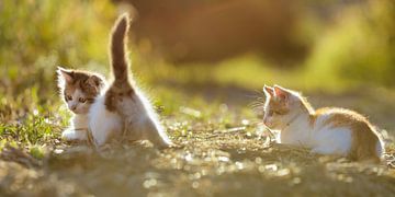 Playing Baby Cats by Silvio Schoisswohl