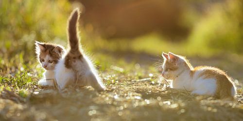 Bébé chat qui joue