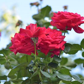 Rode rozen van Kim De Sutter
