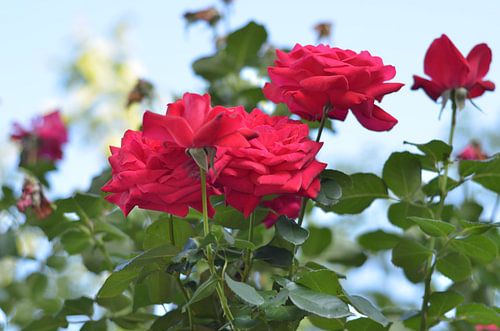 Red roses