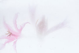 Nerine in Eis 3 von Marc Heiligenstein