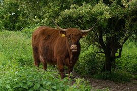 Scottish Highland by Lisenka Pauw
