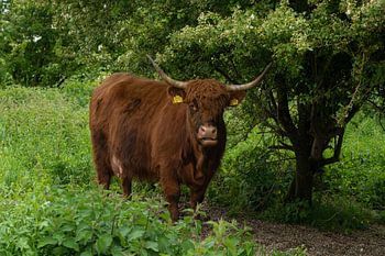 Scottish Highland