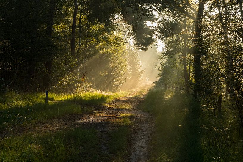 Une promenade matinale à couper le souffle par Mirjam Leyte