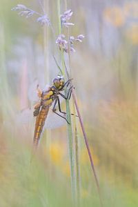 Libelle in der Vegetation