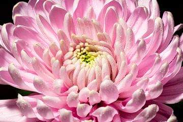 Pink flower close up by Christa van Dam