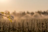 Beregenen van de bloesem van Moetwil en van Dijk - Fotografie thumbnail