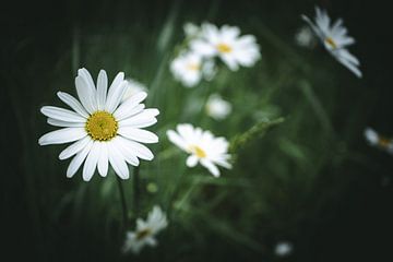 Een veld met margrieten van Jan Eltink