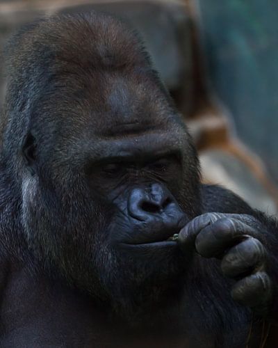 gezicht van een brutale mannelijke gorilla close-up, apen eten...