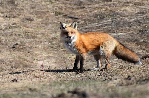 A female fox in a field