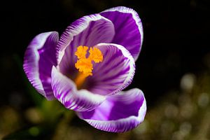 Heimat einer Hummel