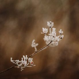 Makroaufnahme - Frost auf Pflanze von Diewke Eerdekens