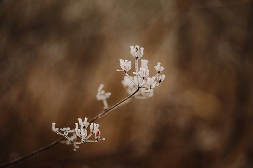 Macro photo - Gel sur la plante