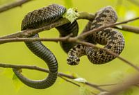 Adder in dreigende houding in een boompje