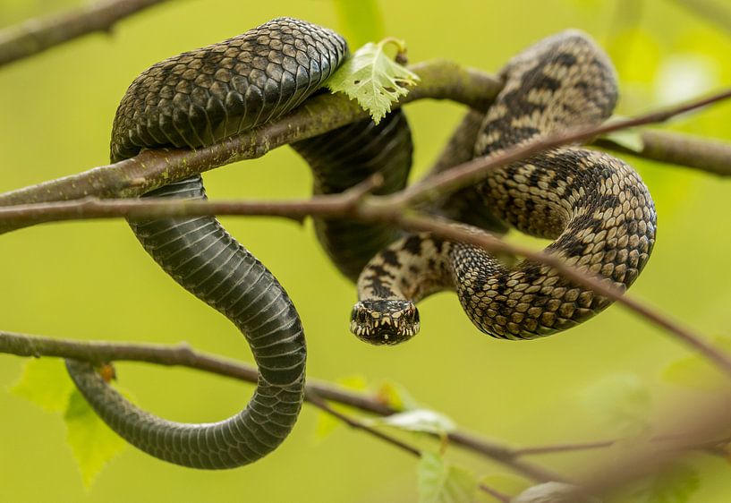 Adder en pose menaçante dans un arbre par Thijs van den Burg