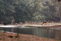 Damherten in de zon| wildlife Amsterdamse waterleidingduinen | fotoprint duinen hert