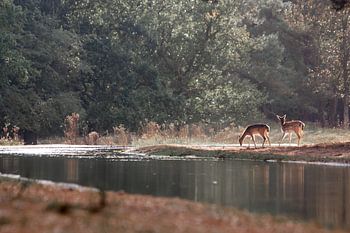 Damhirsch in der Sonne | wildlife Amsterdamse waterleidingduinen | photoprint dunes deer