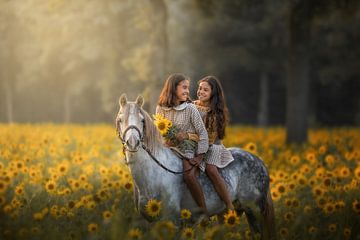 champ de tournesols