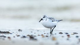 Sanderling von Yvonne Kruders