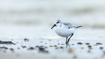 Sanderling