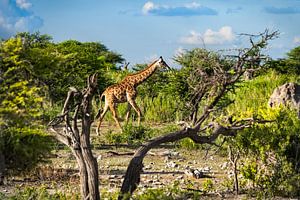 Giraffe in Afrikas schöner Landschaft